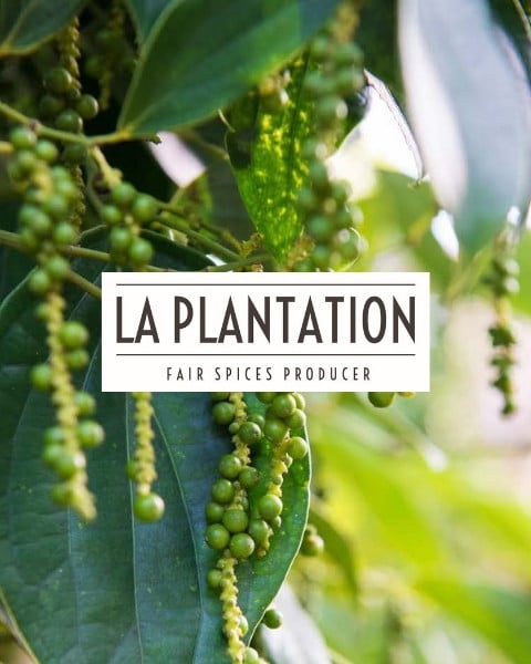 Green peppercorns hanging on a branch in a plantation with La Plantation logo